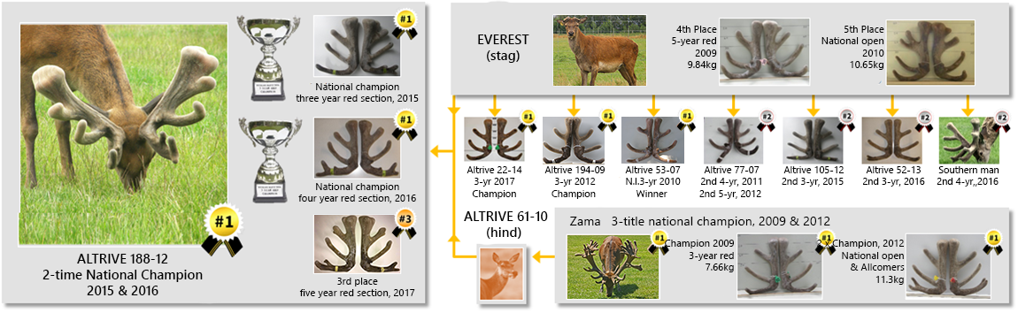 Altrive® 188-12 our 2 x CHAMPION award winner at the Annual New Zealand National Velvet & Hard Antler Competiton