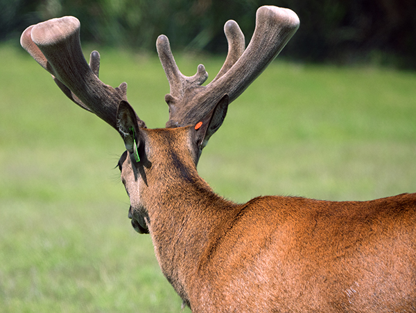 Altrive Deer Breeding Advantage