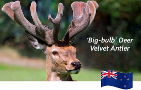 Altrive Award Winning Deer Velvet Antler Stag